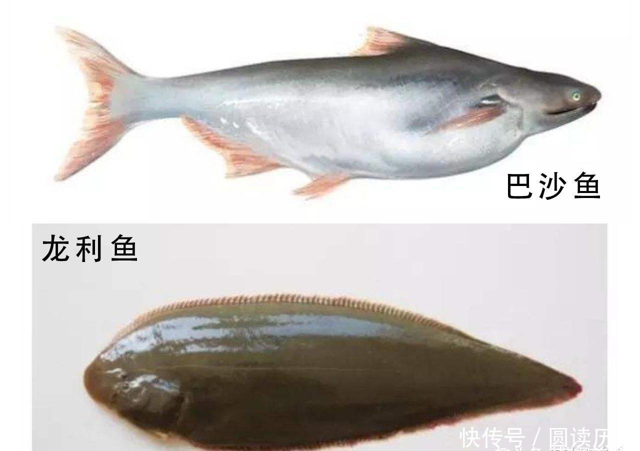 鲜美|爽滑鲜美的“龙利鱼”,上岸就没了,真相:你吃的很有可能是假的