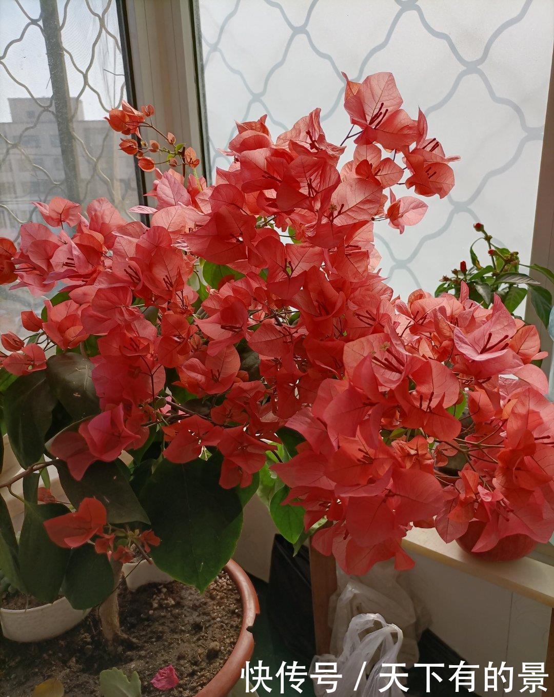 一片叶子一簇花,花量比叶密,难怪在阳台,它站C位