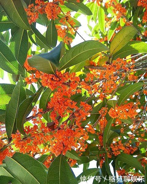 做好“4不要”，桂花树上开满花，叶片油绿旺盛，满院飘香