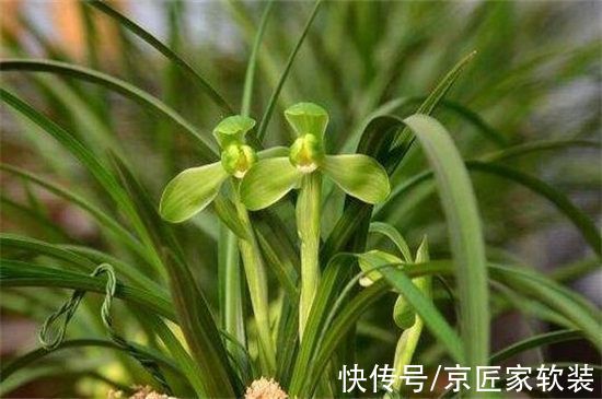 什么兰花品种最贵?这十种兰花,最贵的你都想不出价格