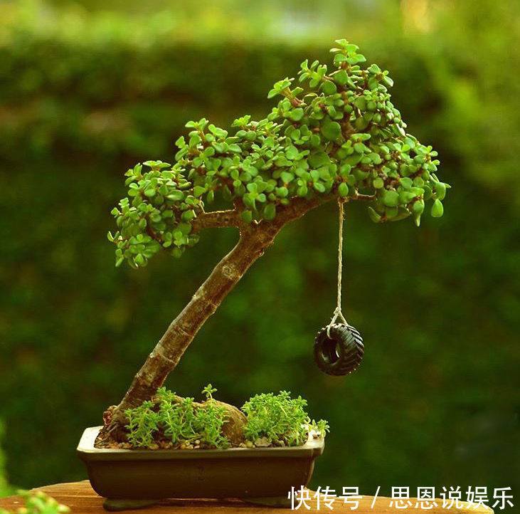 修剪|家里养“金枝玉叶”,每月修剪1次,变成盆景老桩,越来越值钱