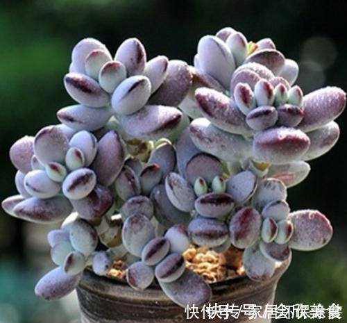 乒乓|捡了一棵“秃顶”的多肉乒乓福娘,养2年完美逆袭,美呆了