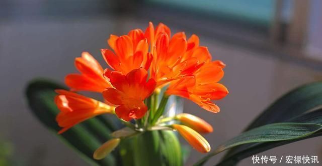 这种“营养液”给君子兰喝一点,花梗“超级多”,花期更长