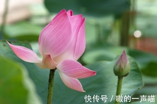 金生水|11月上旬，喜事临门，4属相桃花朵朵，事业进步，生活蒸蒸日上