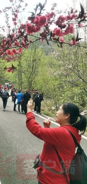 鲁山:醉美人间四月天 诗景龙潭赏杜鹃