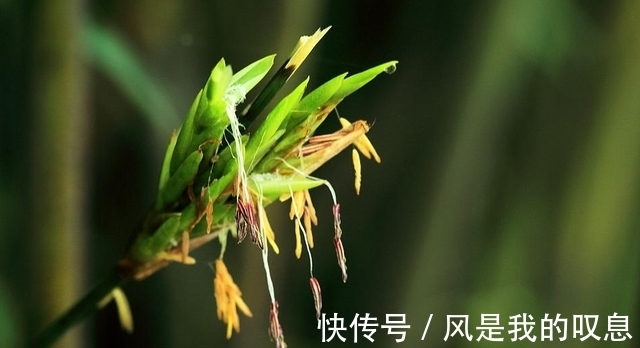 现象|“竹子开花,赶紧搬家”有道理吗?竹子开花到底隐藏了什么秘密?