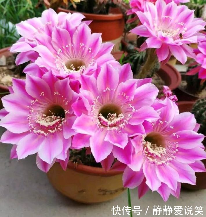 家养此款花卉,开花勤爱爆盆,旺财又镇宅,好养易活,四季常青!