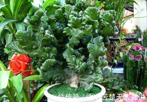 沙漠玫瑰沙漠玫瑰|3种懒人花,虽其貌不扬,但养起来真省心,少浇水挤一挤长得旺!