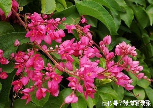 阳台养花,不妨养这款植物,花期长又好养,沾土就活