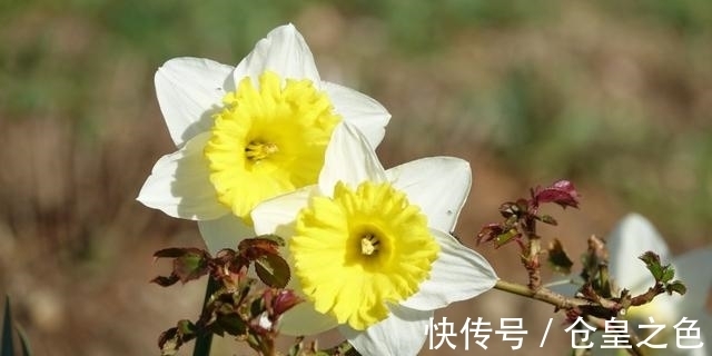 桃花|未来25天偶遇正桃花，碰见正良缘的，令人羡慕