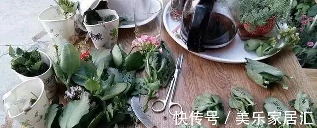 长寿花这样剪,插花盆里30天后,阳台装不下