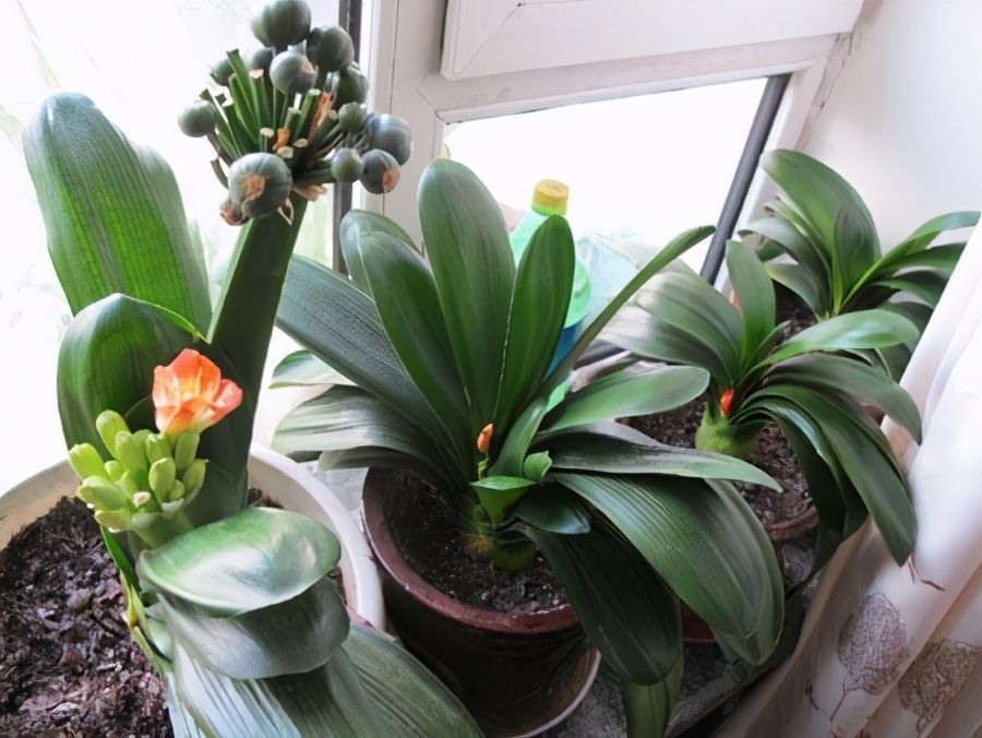 改正|君子兰迟迟不开花,原因不外乎3点,改正后开花不断