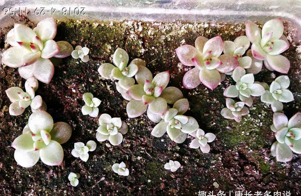 肉友|叶片四季皆红的多肉罗宾,不管你说它好不好养,反正我是觉得好养