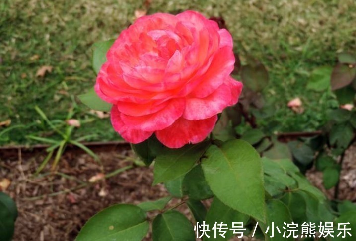 菊花|除了菊花，不如养盆“玫瑰上品”全美小姐，艳而不俗朦胧梦幻