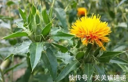 植物|“死都不能种”的这几种花，再富也会变穷鬼，谁都救不了你！