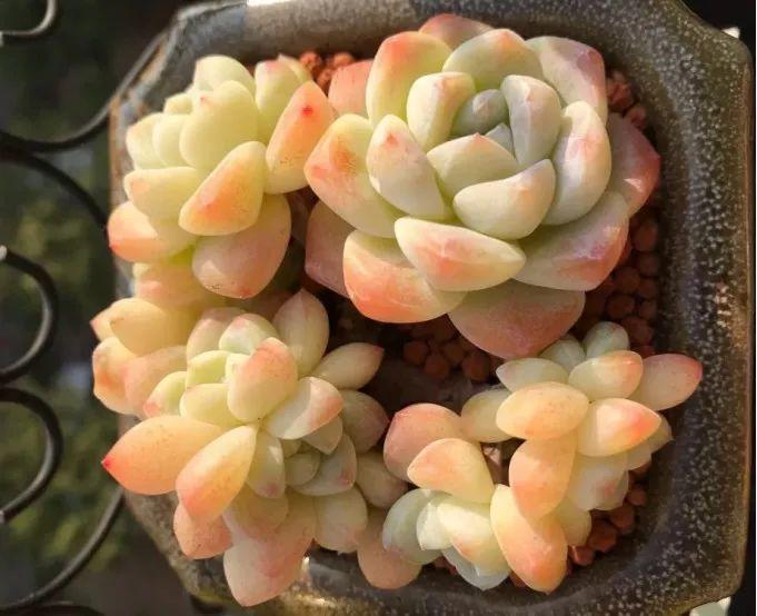 蓝鸟|多肉法师不但长得快,颜色艳品种多,越看越喜欢!