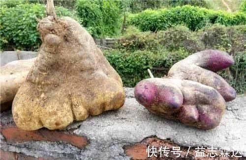 半个月|晚上吃啥不长肉?坚持吃它半个月,腰细人美,好友夸:你可真漂亮