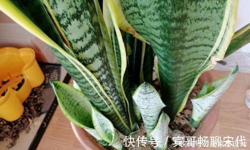 养护|养虎皮兰有“4忌”,难怪不爆侧芽,了解掌握长势旺