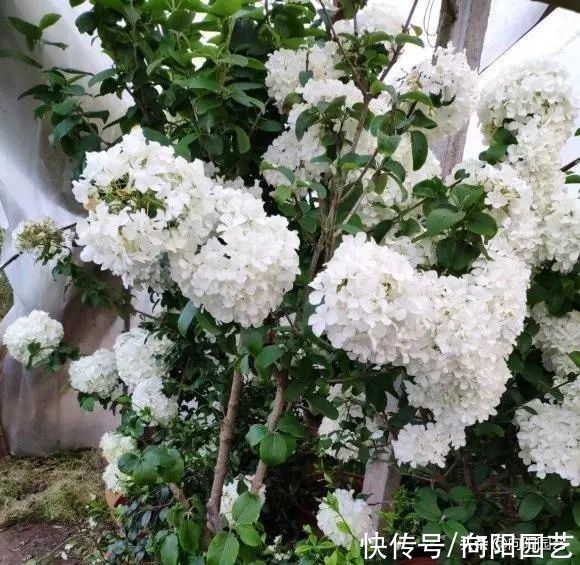 高端大气的“中华木绣球”,绣球花中的天花板,庭院养花必备