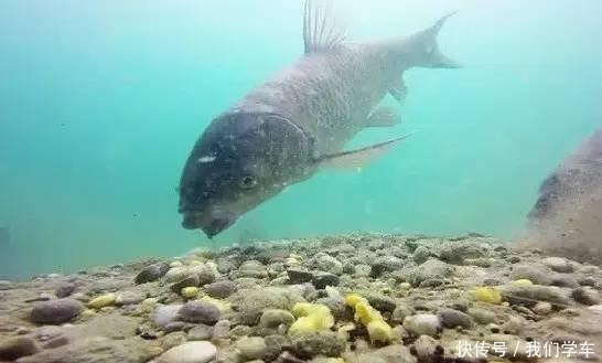 钓浮不会调漂没关系,这两种方法,会操作、懂思路就能上鱼