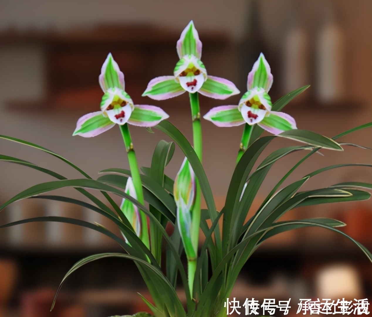 帝王妃兰花|此兰花是三大“妖精”之首，花色罕见，香味怡人，爱兰之人首选