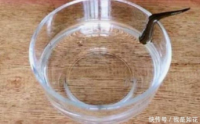 硫酸有多可怕?老外将水蛭扔进去,下一秒瞬间失控