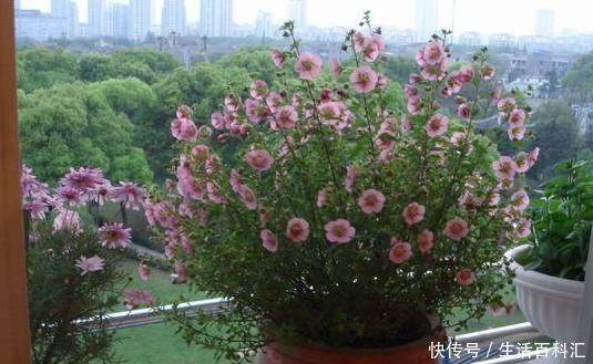 棒棒糖形状的小木槿养成,别看它瘦瘦的,注意养护开花真的很简单