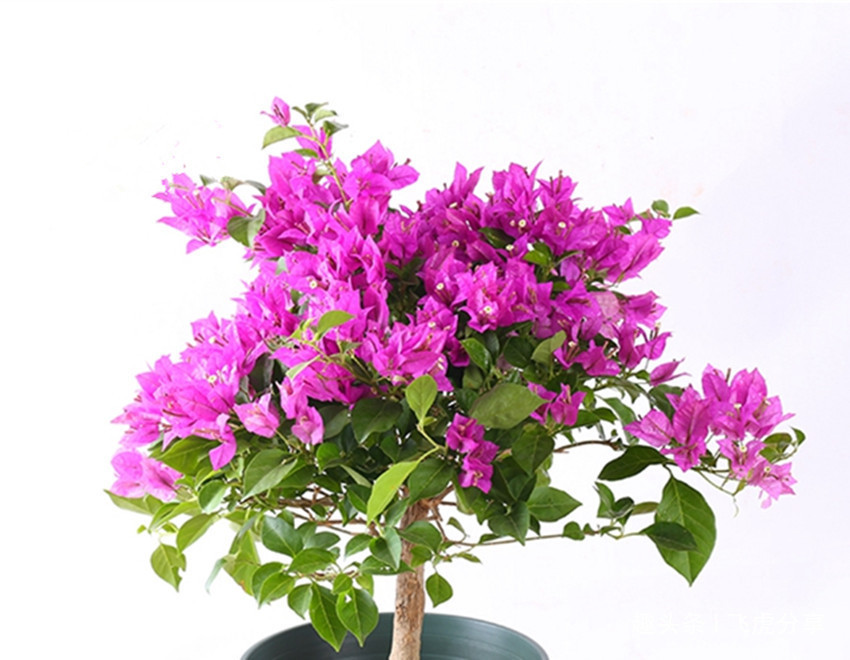 三角梅、长寿花开完花后简单一处理，花开满枝头，要不难开花