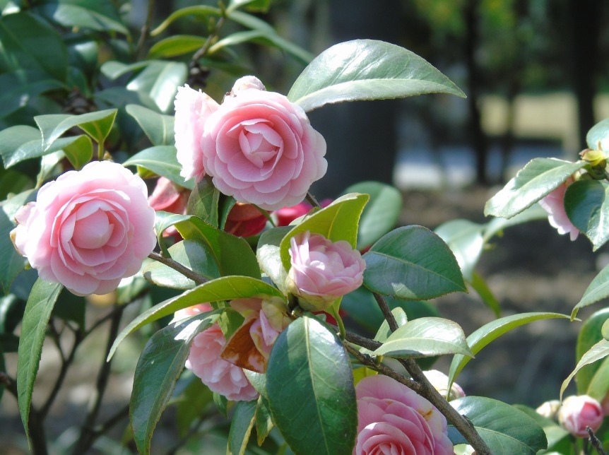 茶花爆盆很简单，掌握它的小习性，叶绿根粗花量大！
