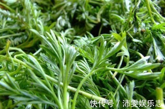 本草纲目|农村一种最常见的野菜,如今一斤15元成稀罕货,营养价值高