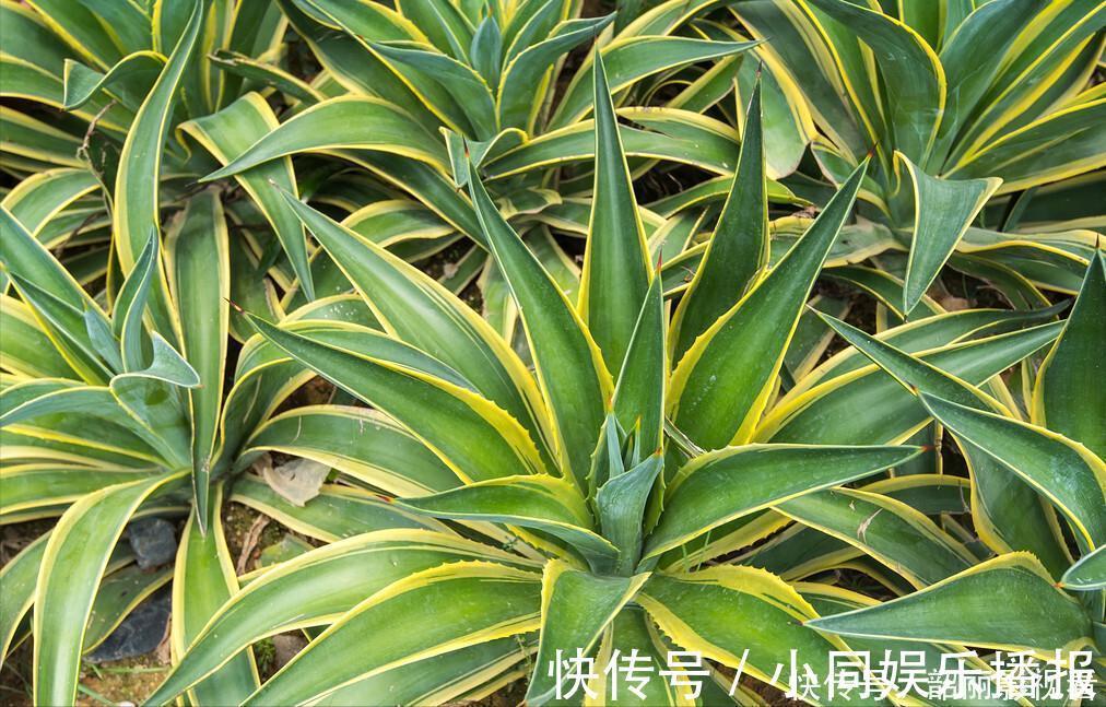 养花|3种霸气“吸毒”花,“镇宅旺财”,但是有毒,养花要知道