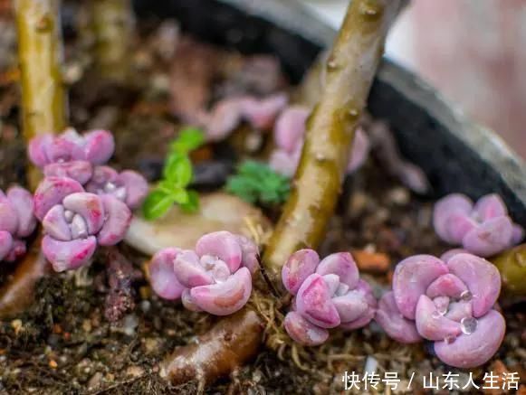 祝你好运|李大姐养多肉10多年，总结6个好品种，新手也能养成“漂亮老桩”