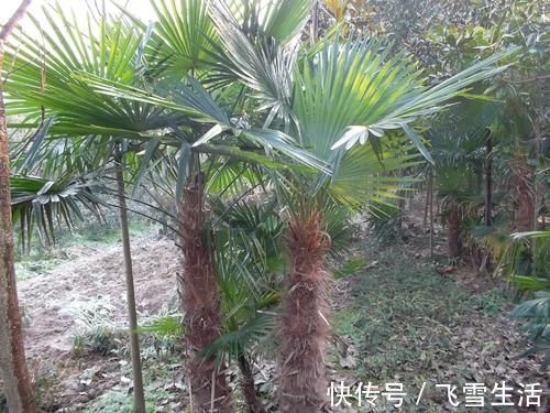 价值|乡下的一种植物,价值比人参都高!还可入药治病