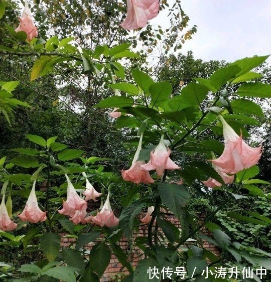 五色梅|8种常见“有毒花”,小心误买回家,家里有小孩要谨慎,安全第一