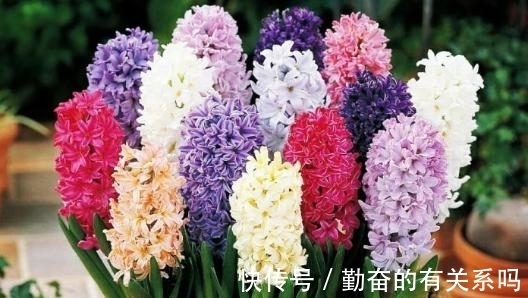 花朵|花朵也有不同的意义,世界上的美丽花朵,大自然的惊艳之作