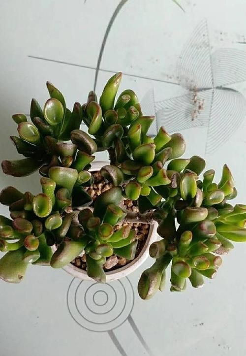 多肉吸财树发蔫怎么办？