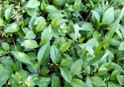 人才|会吃的人才长寿，夏天推荐3种食物，排毒瘦身，抗衰老早食早受益