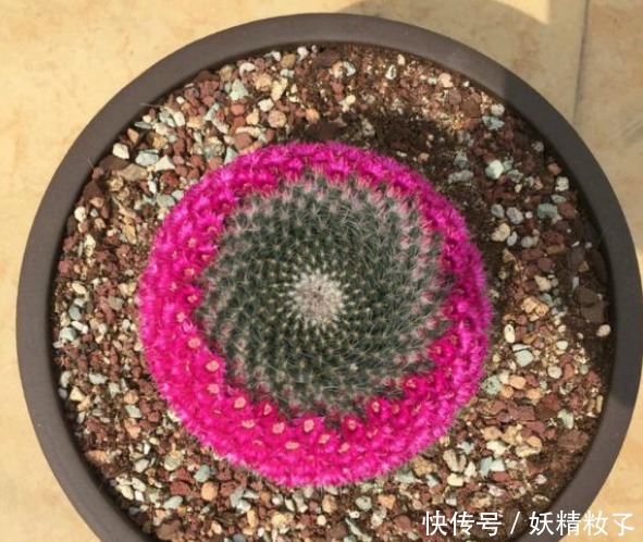 玉翁玉翁|他养了1盆“仙人球”,开花100朵,漂亮极了,大家都说头回见