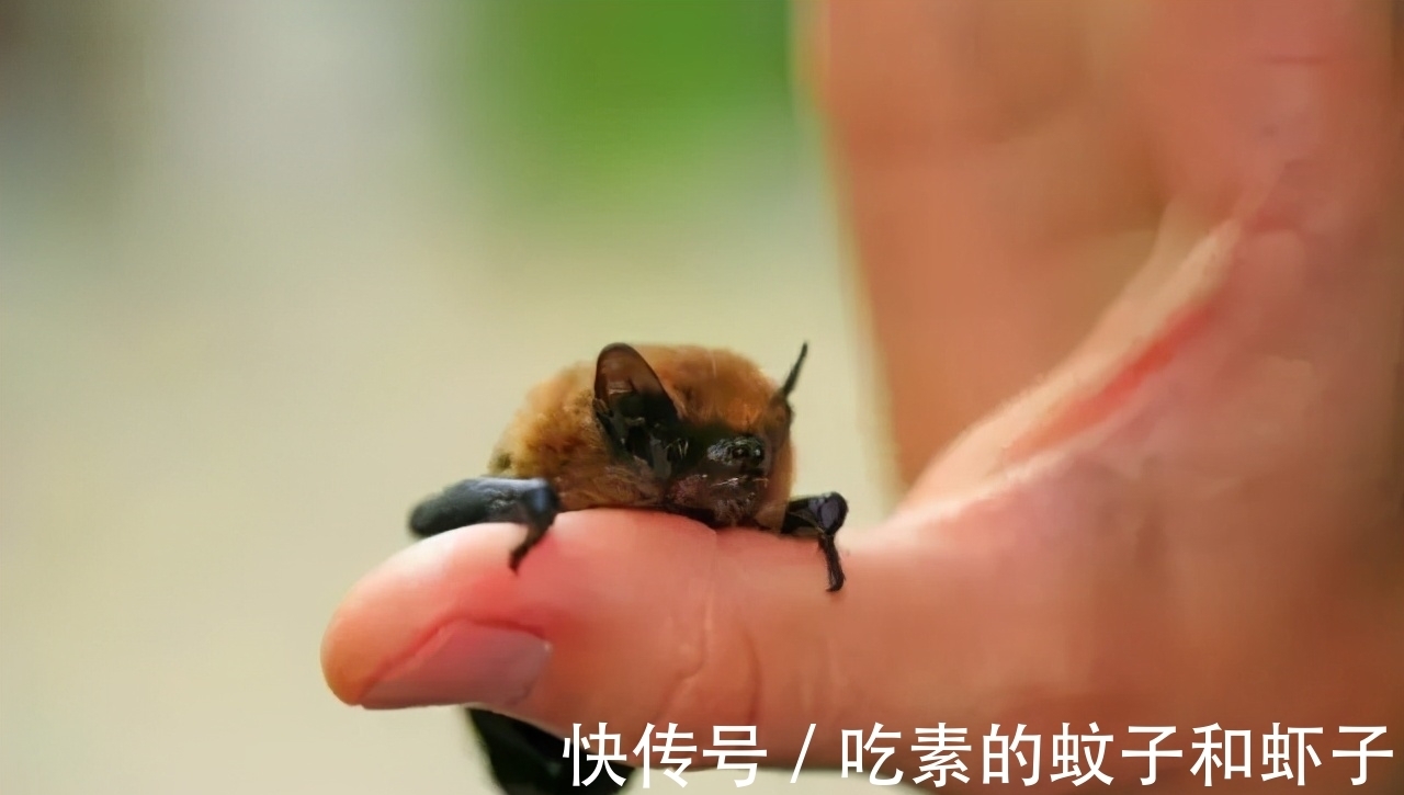 英镑|趣味冷知识分享，快来一起看看吧！