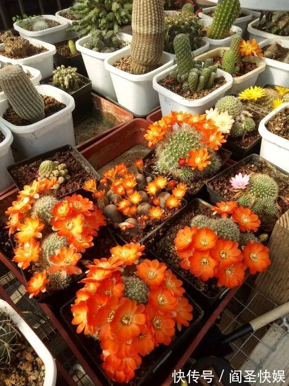 烂球|仙人球开花少,甚至不开花,3点要改善,满盆开出大花苞!