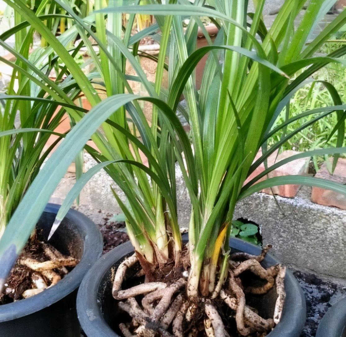 兰花上盆前有“三洗”，老手熟门熟路，新手听着有点懵