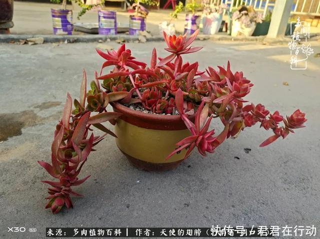 唯有植物,我的人生才不孤独!