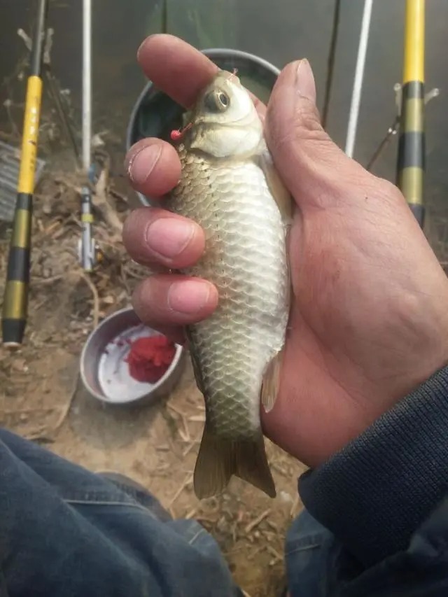 冬天越冷鲫鱼就越大吗?老钓友零下4度实战检验!