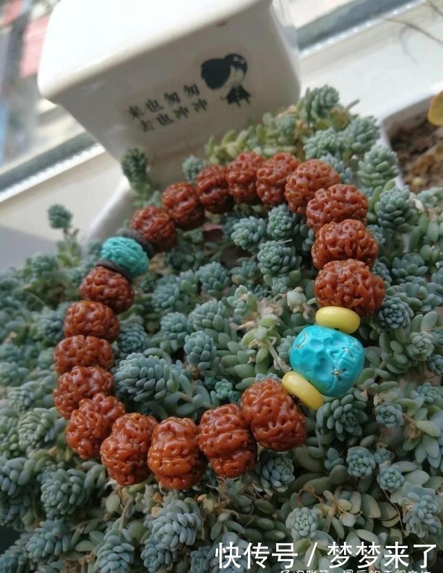 幸福|小小的幸福,多肉露养到秋天的收获