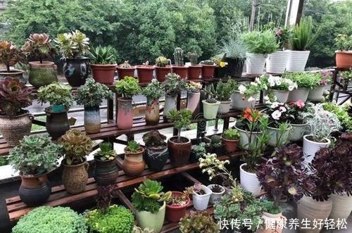 生活里常见的3种垃圾，却是养花的顶级原料，你疏忽它们了吗！