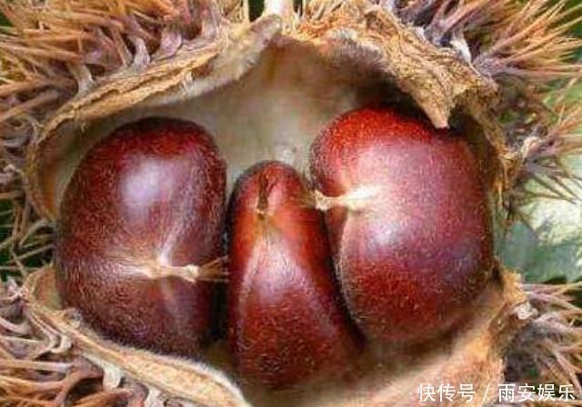 怀孕期间,孕妈妈薪水少还要懂得多吃4物,将会对胎儿大脑发育有益处