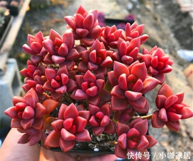 把姬胧月养成紫红色爆盆老桩并不难,3个阶段3种方法,你也可以