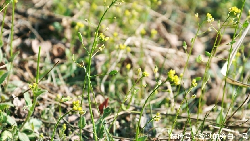 农村这种野草开小花,具有祛痰平喘的功效,很多人见过却不认识!