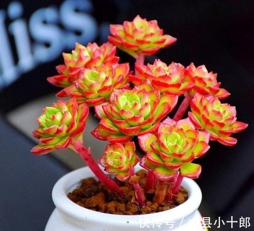 多肉蒂亚徒长了?狠心砍一刀,颜色红彤彤,养成小老桩!