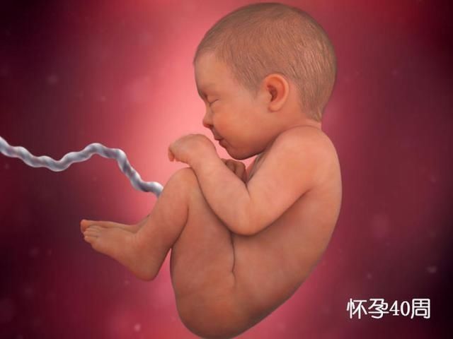 准爸爸|组图了解胎儿在子宫中的生长过程,生命太奇妙了!准爸妈们看看